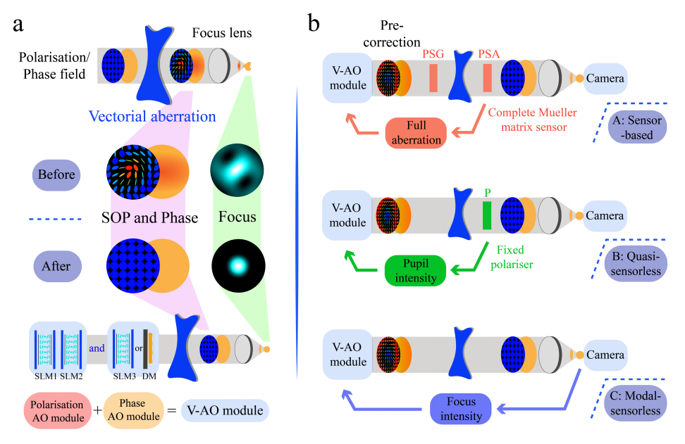 科學家提出矢量自適應光學概念,解析更精準的醫學成像