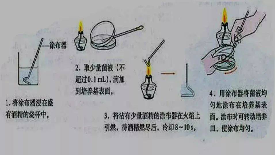 倒平板,划平板,涂布实验操作_培养基_接种_试管