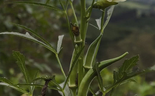 農村這2種野菜是廉價的