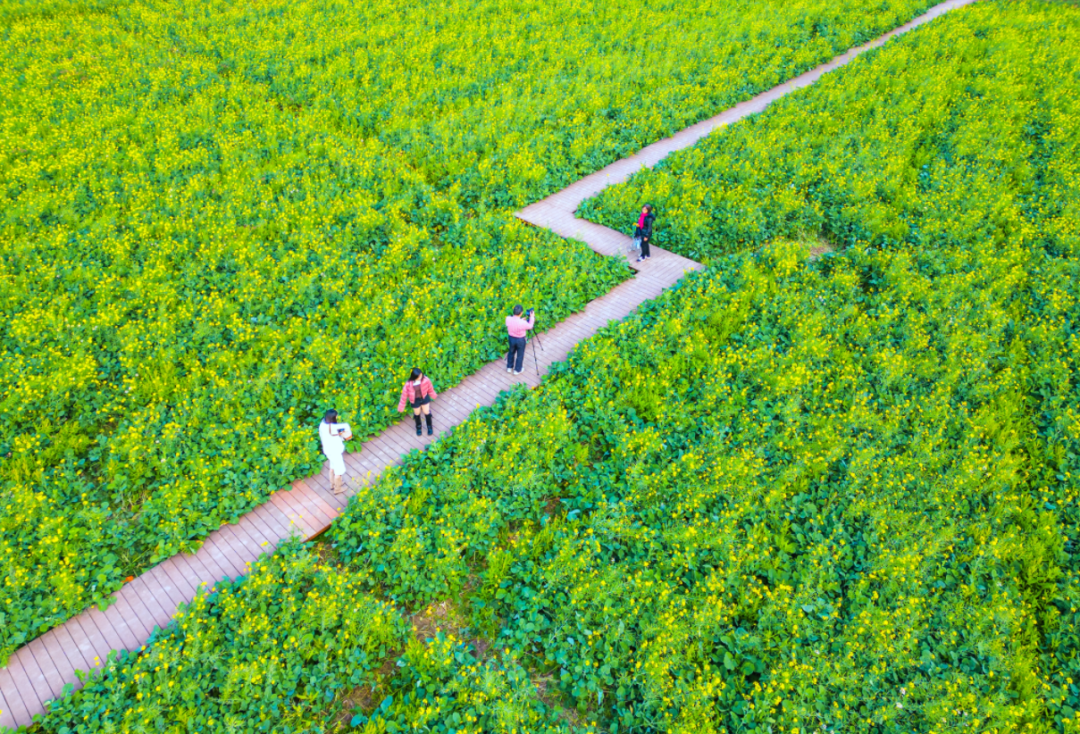 阅湾在线-广谈大湾网-广东旅游群-江门旅游群-江门的油菜花开了