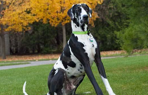 综上这些内容就是我们为大家介绍的有关于大丹犬的一些喂养注意事项