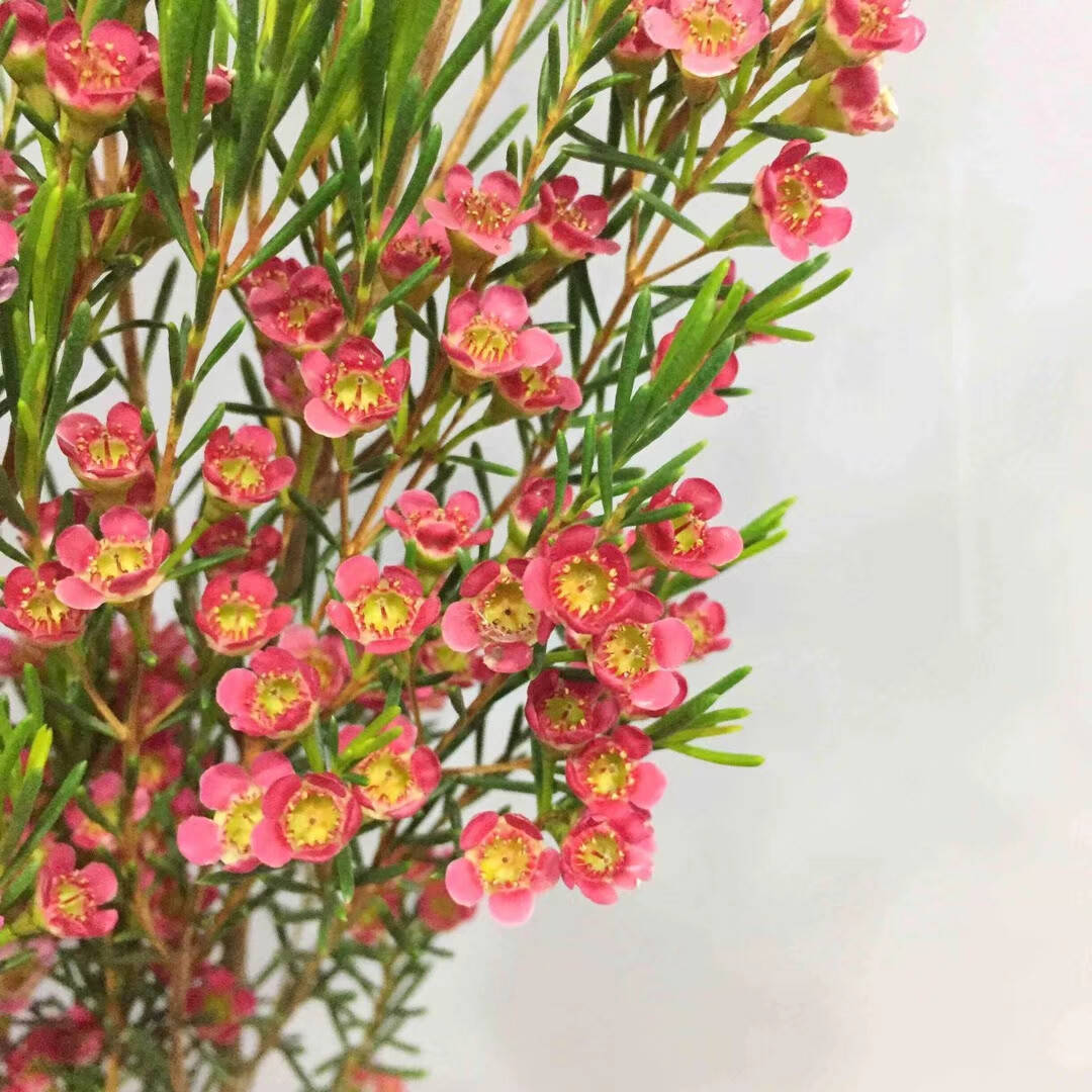 这个冬天,最受欢迎的年宵花——澳洲腊梅_种植_花礼_花盆