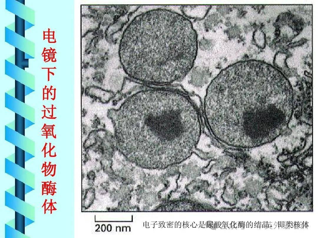 高尔基体vacuolo