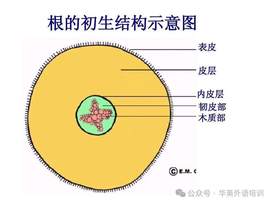 verocuolo图片