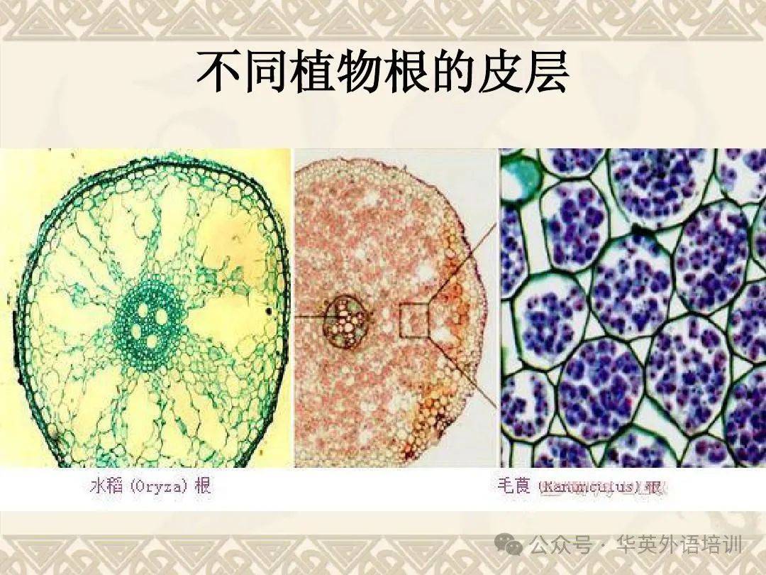 意大利语工业生物技术词汇(植物细胞的结构 篇)_皮层_组织_木质部