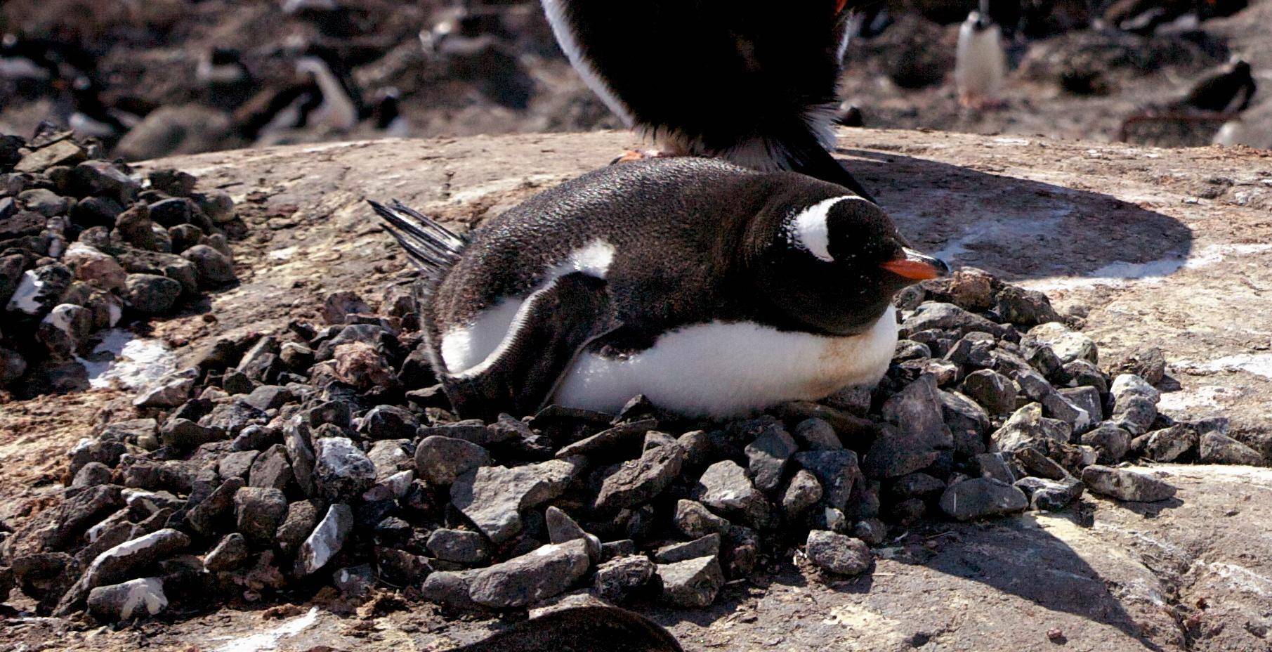 起底西方大航海时代的罪恶,受害的不只是人,好多物种也被灭绝_企鹅