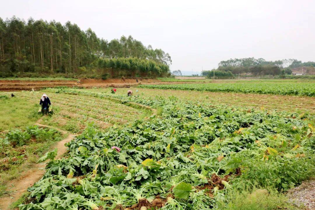 陶圩鎮400畝大頭菜喜迎豐收_種植_林村_村民