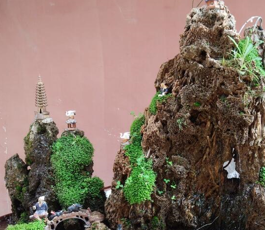 吸水石盆景种植物,只要做好这几点,美的让你认不出!_树桩_阳光_铁线蕨