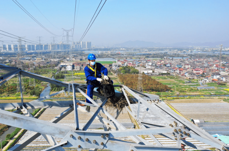 電力輸電線路防鳥刺,保障電力安全運行 | 真驅鳥科技