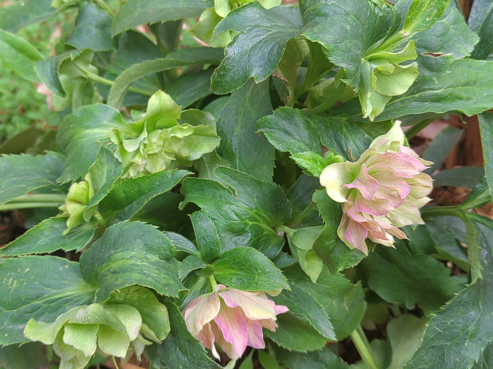 鐵筷子(學名:helleborus thibetanus franch.