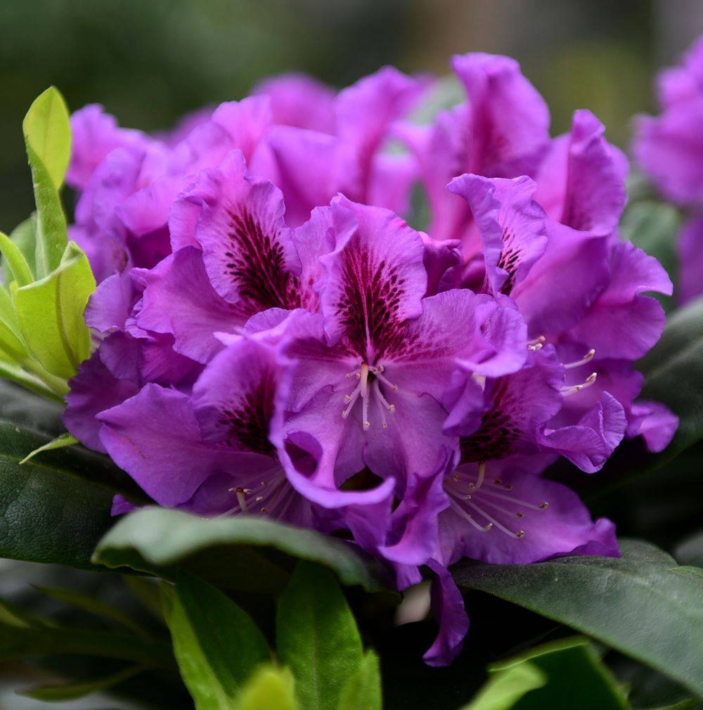 花叶兼美的高山杜鹃品种_花朵_花瓣_漏斗