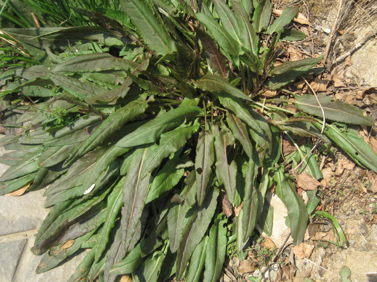 农村这一常见野菜,维生素含量堪比菠菜,民间称之为"