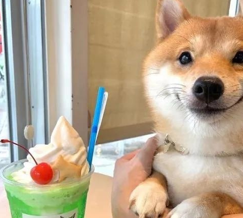 在一个清理粪便的官员家里有一个柴犬,很搞笑,有淡定的个性,因为他