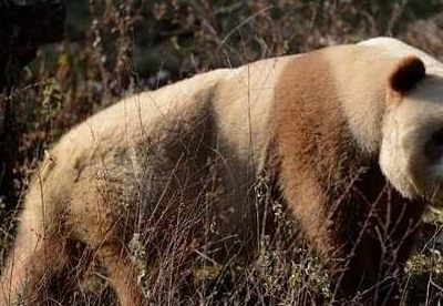 地球上现存的唯一一只棕色大熊猫,专家:这可能是返祖现象_白色_丹丹