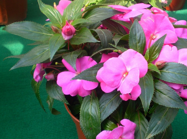 五色_仙人掌_凤仙花