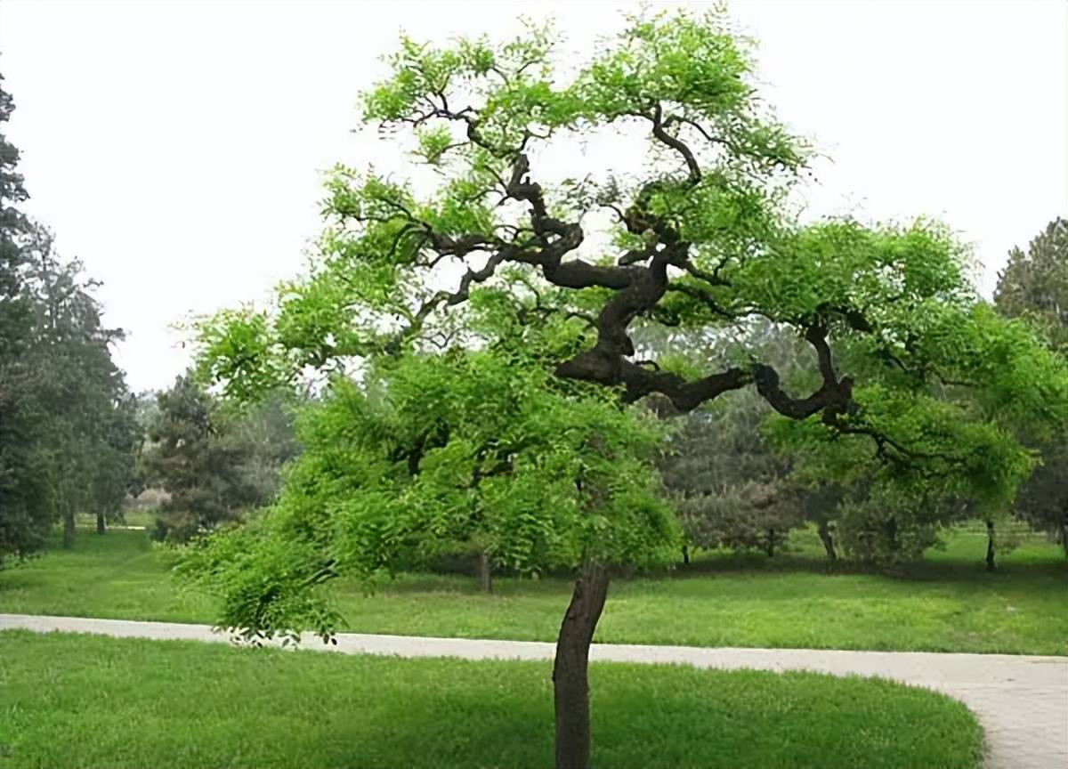 最吉祥的30种庭院主景树,开春了在院子里栽一棵