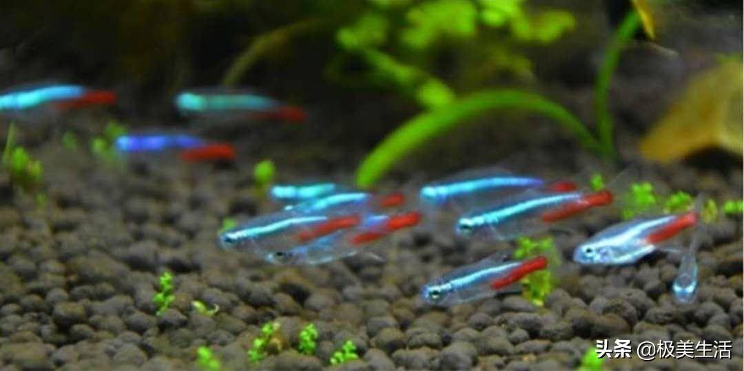 燈魚:熱帶雨林的水族魅影_繁殖_南美_霓虹燈