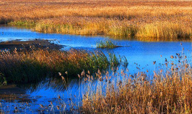 风景秀丽芦苇飘荡,门票免费适合自驾_鸟类_自然保护区_公园