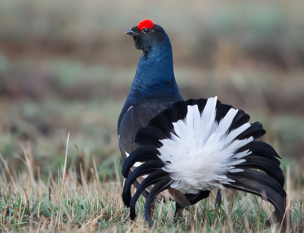黑琴鸡生是南美洲的独特鸟类,它们有什么特点,以什么为食物?
