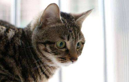 中国的骄傲"中华狸花猫",纯种价格上万在国外"有钱难求"_主人_环境