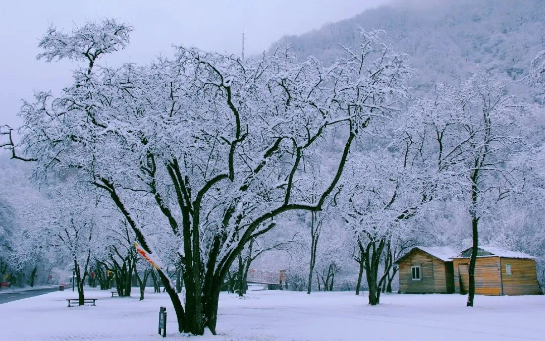 六盘山‖年年落雪,落雪年年_人间_来源_大雪