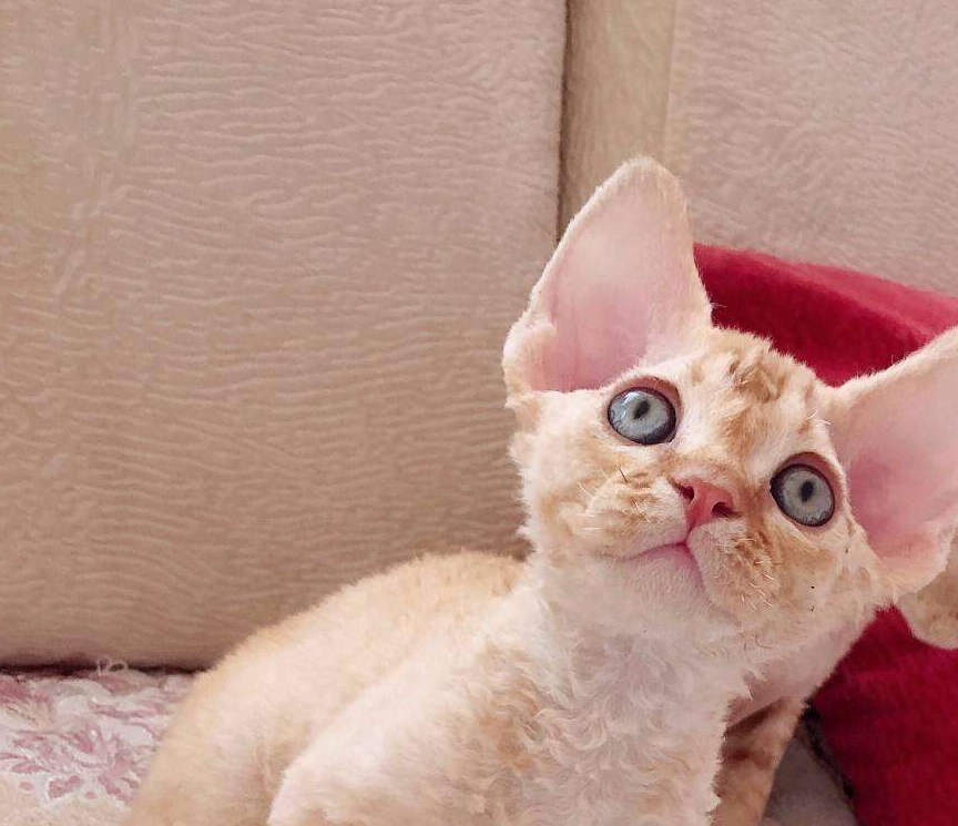 德文卷毛猫,现实中的"外星人猫",堪称比布偶猫完美