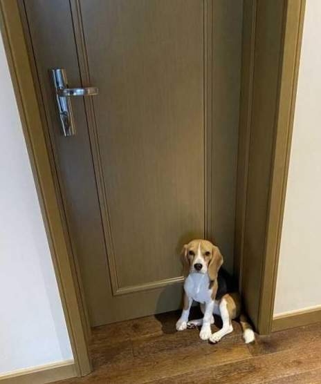 比格犬吃什么狗粮怎么样?国内粮食共享性价比高