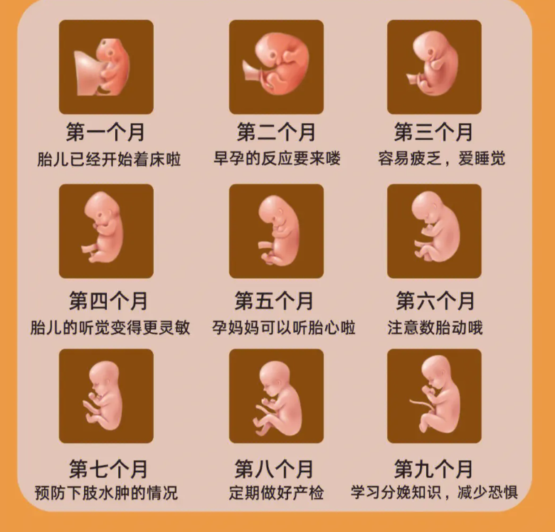 怀孕1到40周胎儿发育图图片