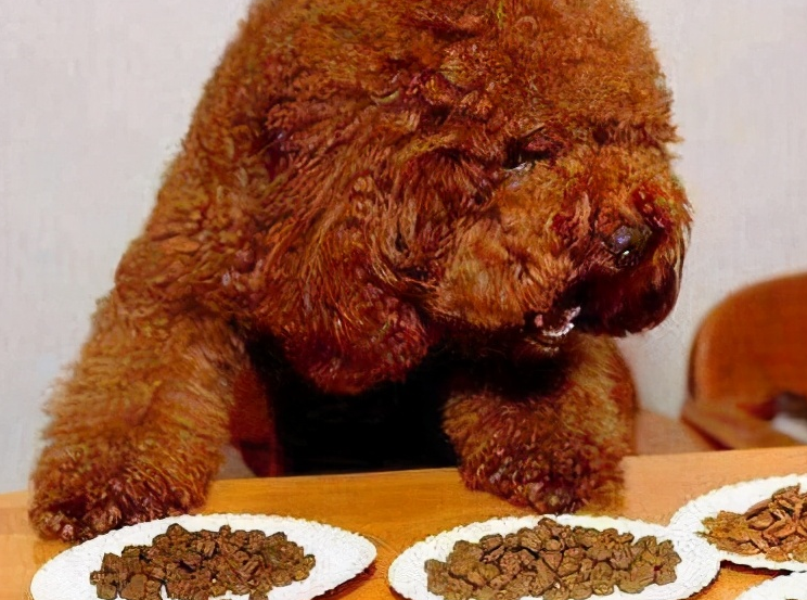 泰迪犬褪色怎么办?终于,找到了解决这个问题的方法!_毛发_影响_狗狗