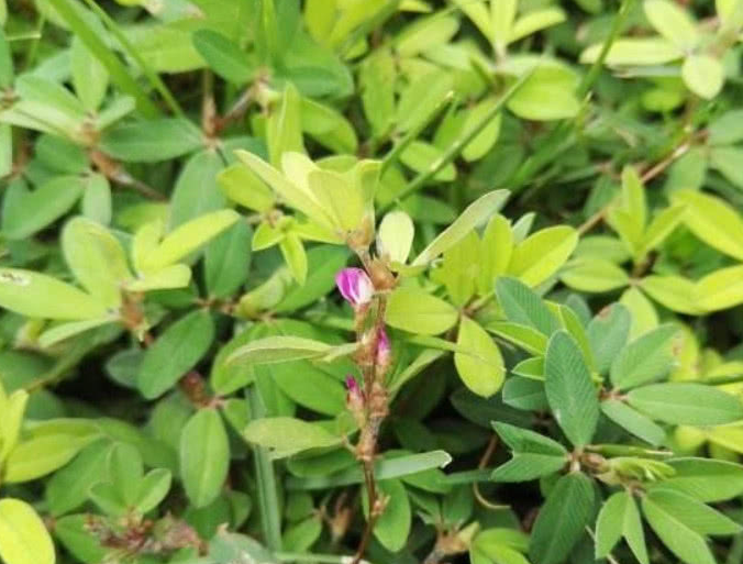 农村路边这种"鸡眼草",开出的小花只有一片花瓣,治积食很有效_野草_小