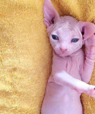 宠物百科:霍思燕也保留宠物无毛猫