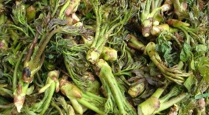 68克,此外还含有维生素b1,维生素b2,维生素c,粗纤维,胡萝卜素以及磷