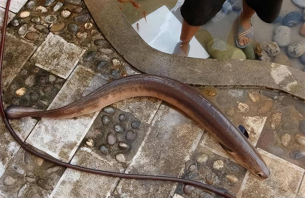 渔民钓起奇怪生物急忙放生,鳍像龙爪头长角,是要化龙的水虺?