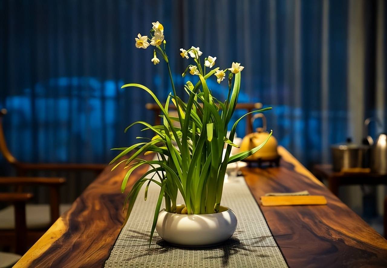 供盆水仙过春节——水仙之美随想