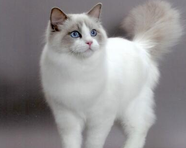 布偶猫是什么样的猫咪呢,怎么挑选布偶猫呢,怎么养猫?