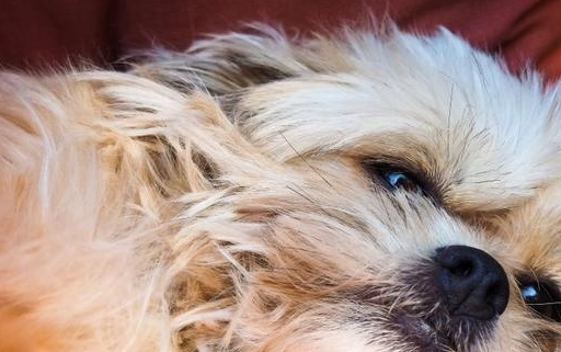 狗在绝育前后需要注意什么,狗绝育有哪些注意事项_进行_时间_伤口