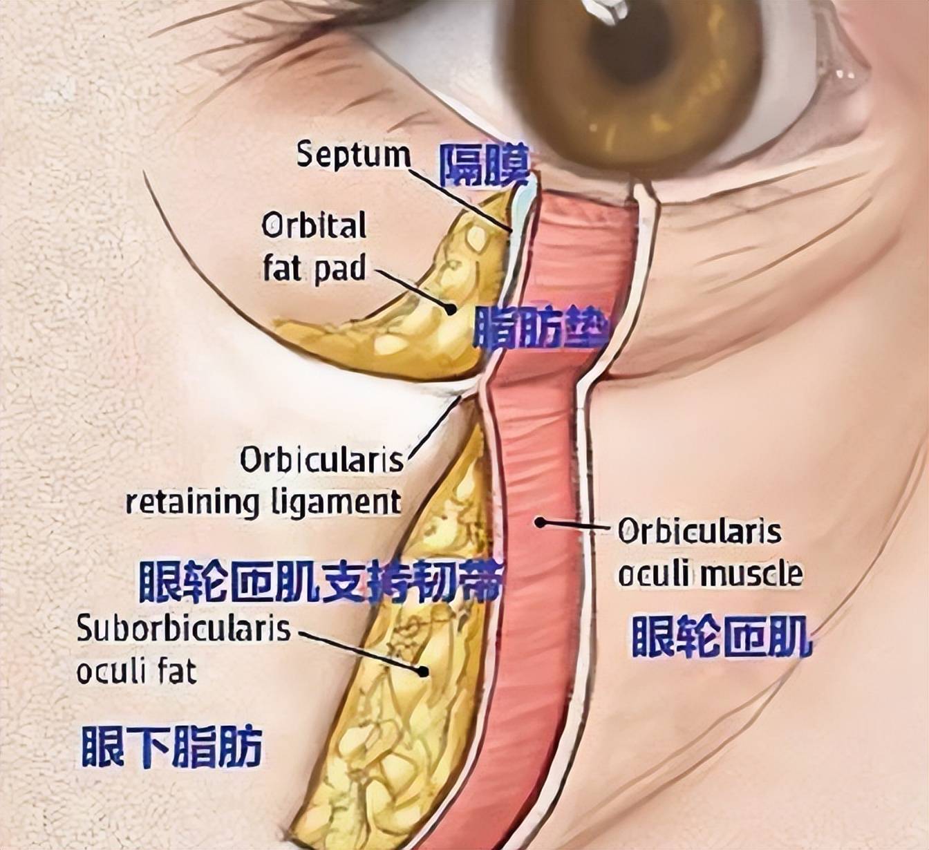 後未拆線前,洗臉時注意不要打溼傷口,要保持傷口的清潔衛生,防止感染.