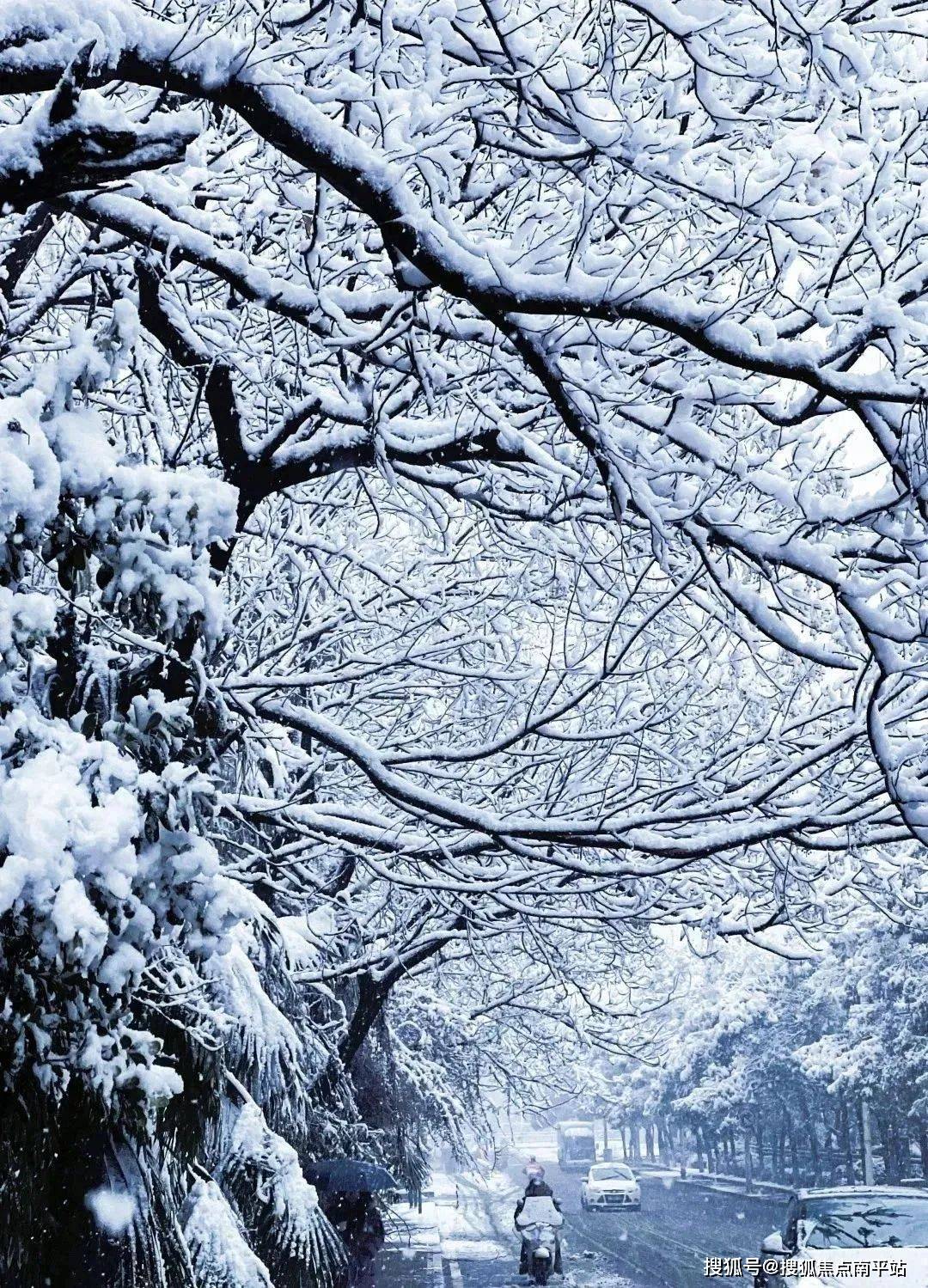 当雪花漫天飞舞,世界都变得柔软了,雪堆积在枝头,银装素裹,叶子虽然