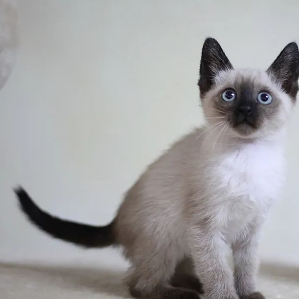 第一名不用猜我就知道是它