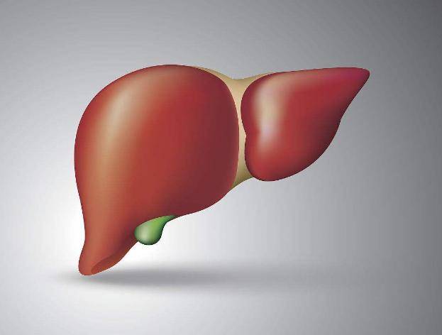 肝脏被称为最"缄默"的器官,由于它没有痛感神经.