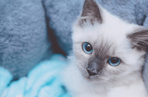 布偶猫是什么样的猫咪呢,怎么挑选布偶猫呢,怎么养猫?
