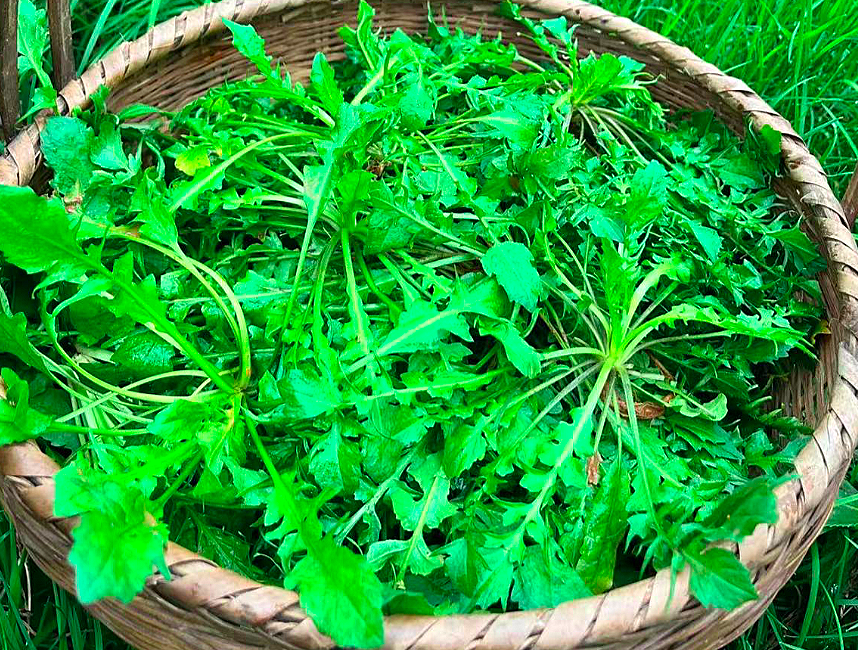 "立春吃4绿,一年都安康",明日立春,4绿指什么?立春吃特养人_荠菜_蒜苗