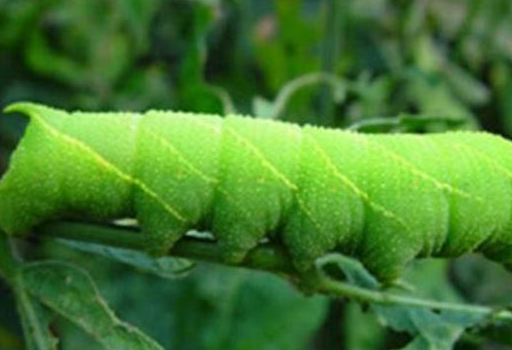 这种很鲜美的小吃——豆丹,谁敢尝试!有网友吃过吗?_虫子_味道_中国