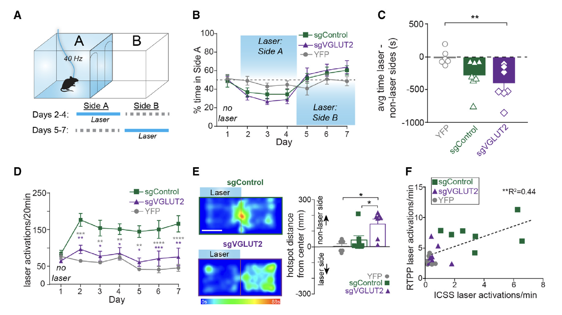 新研究发现多巴胺也引起回避行为_谷氨酸_神经元_实验