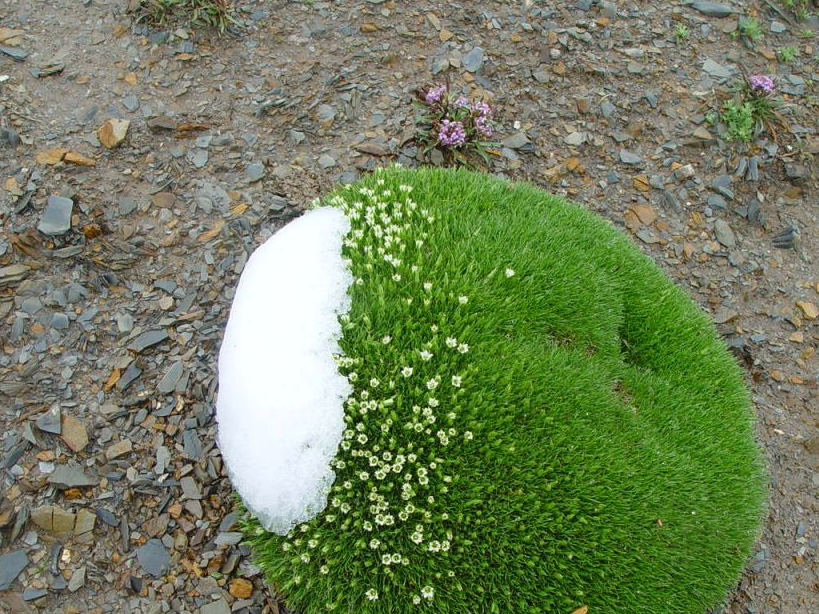 昆仑山上一种野草,非常罕见,人称"人间仙草",价格极其昂贵_灵芝_药材