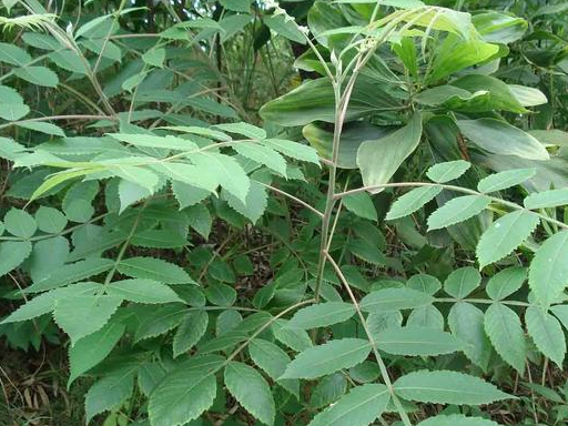 农村地里的这8种急救好药,认识4种以上的全是大神!_植物_治疗_功效