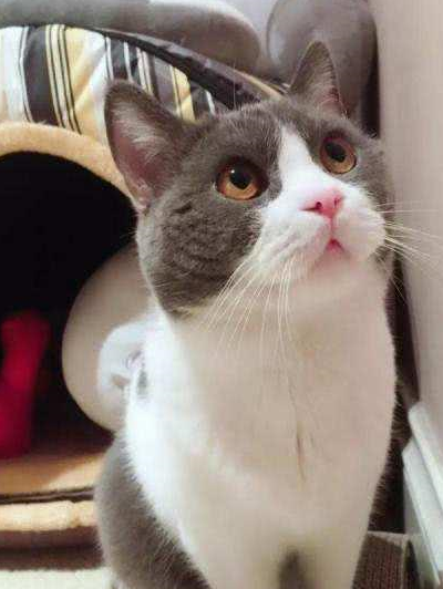 英短的四大分支你都知道吗?