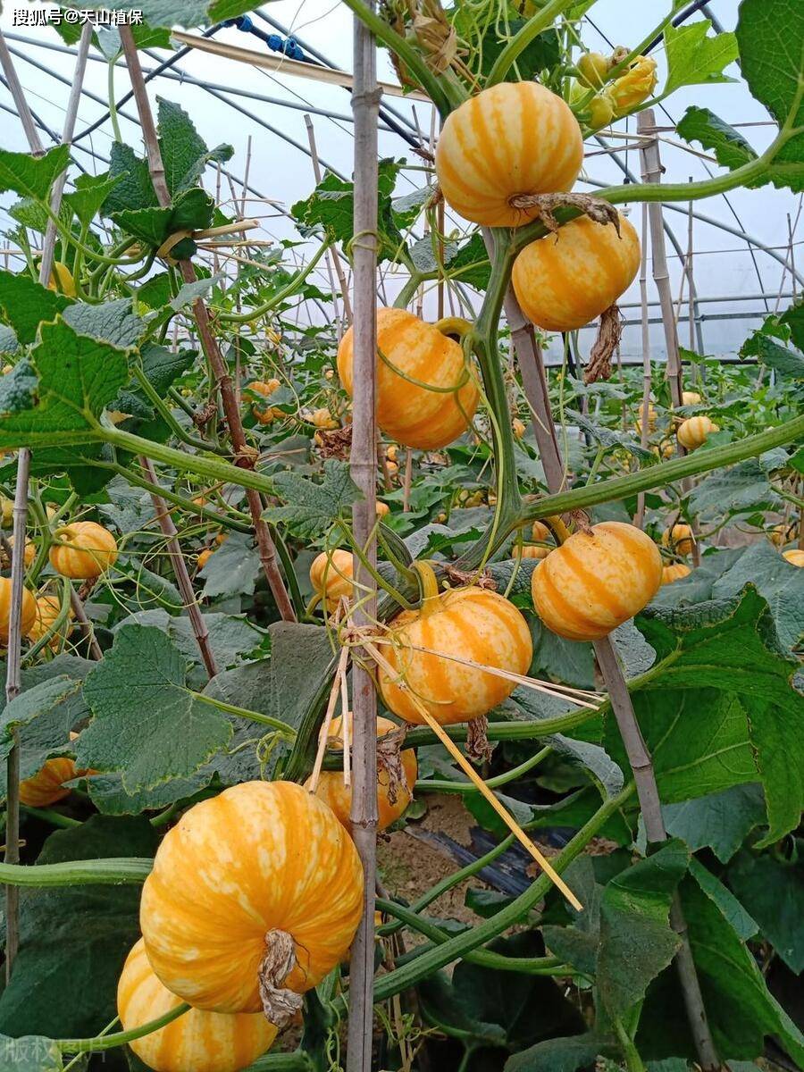 贝贝南瓜种植技术