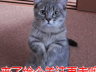 选购清淡低盐,营养均衡的狗粮喂食,柴犬,作为一只最火的表情包狗,被不