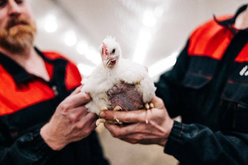 享誉全球的产自芬兰的高品质欧洲鸡肉赢得中国买家瞩目，中国消费者期待品尝极地美味